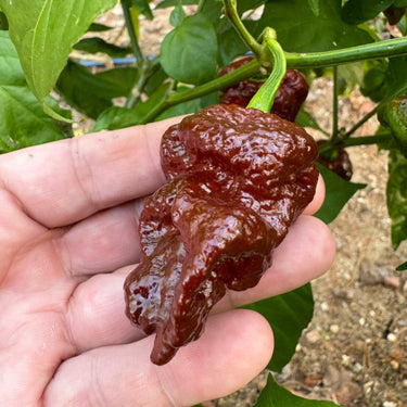 Bismark Chocolate Long - Seeds - The Pepper Pantry (Formerly Marie Sharp's)
